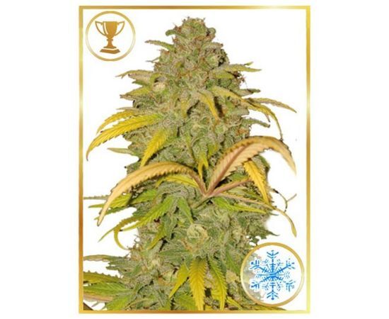 auto northern cream